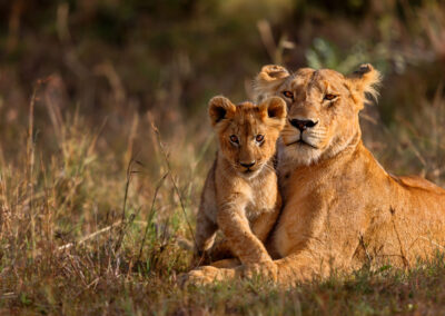 A Tender Moment Between a Lioness and a Cub in Ngorongoro Crater, Tanzania