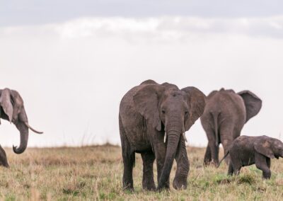 African Elephants in Ngorongoro Crater