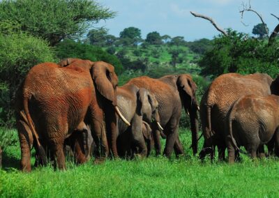 Big Elephant Family in Tarangire National Park, Arusha, Tanzania