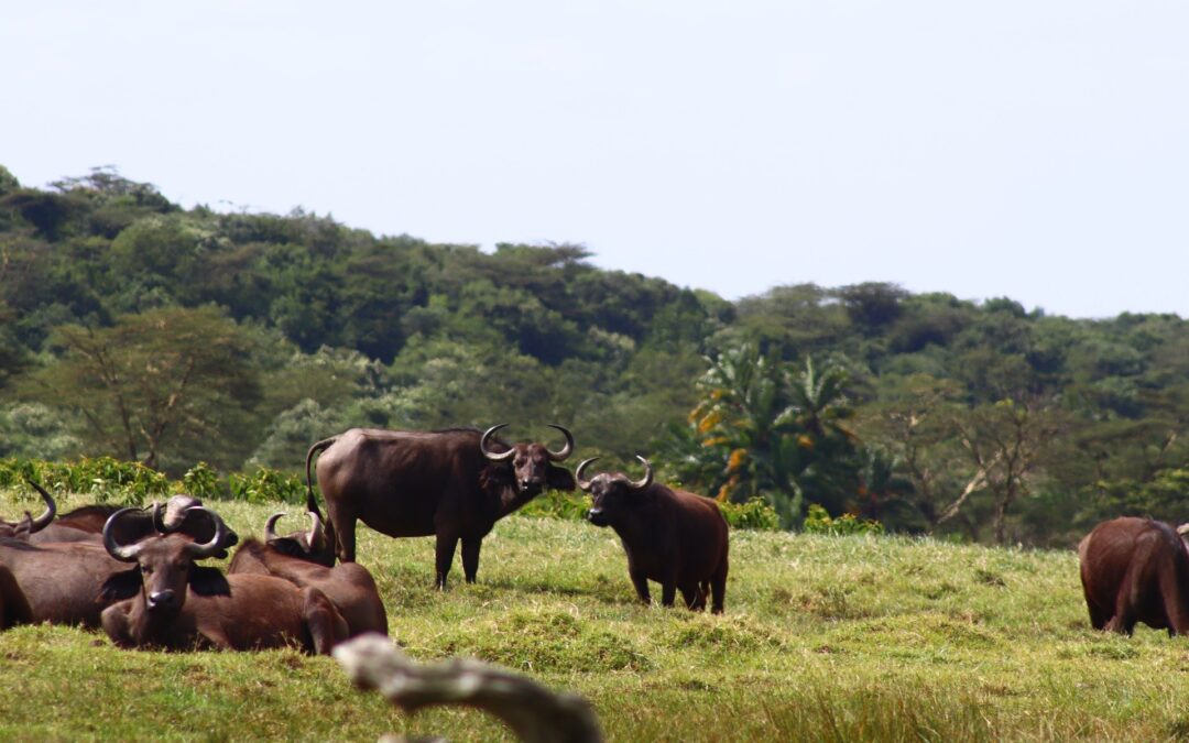 Arusha National Park