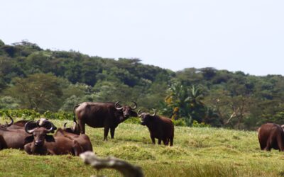 Arusha National Park