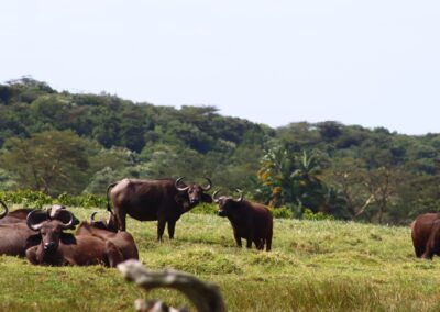 Buffaloes in Arusha National Park