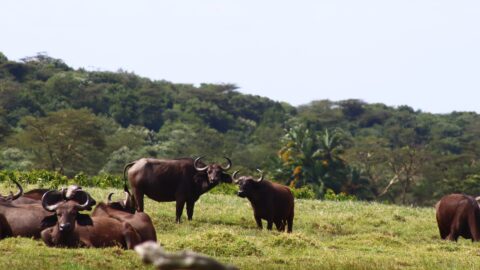 Arusha National Park