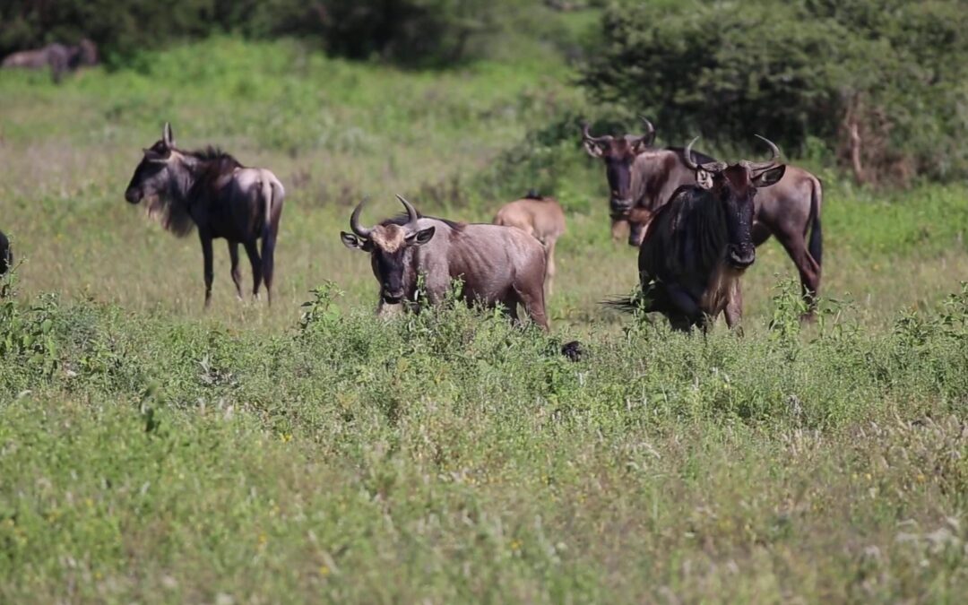 7-Day Wildebeest Migration – Ndutu Event