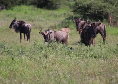 Calving Season - Ndutu Area