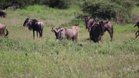 7-Day Wildebeest Migration – Ndutu Event