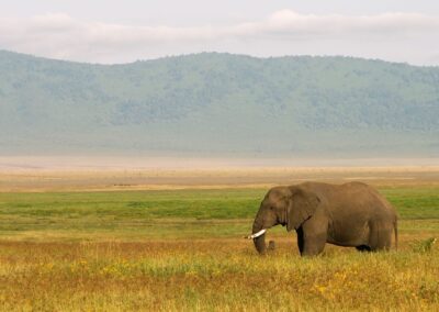 Ekephant in Tanzania Savannah Land