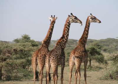 Giraffe in Tanzania National Park