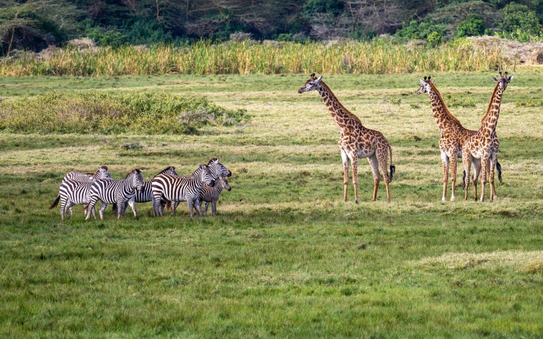 3-Day Tanzania Walking Safari