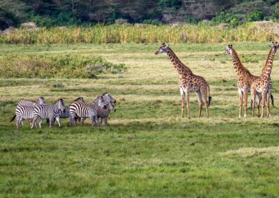 Giraffes in Arusha National Park