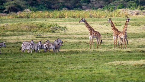 3-Day Tanzania Walking Safari