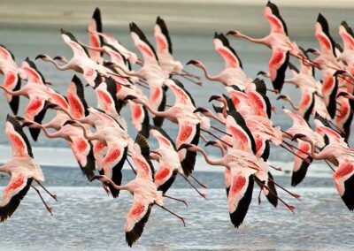 Greater Flamingoes in Lake Manyara, Tanzania