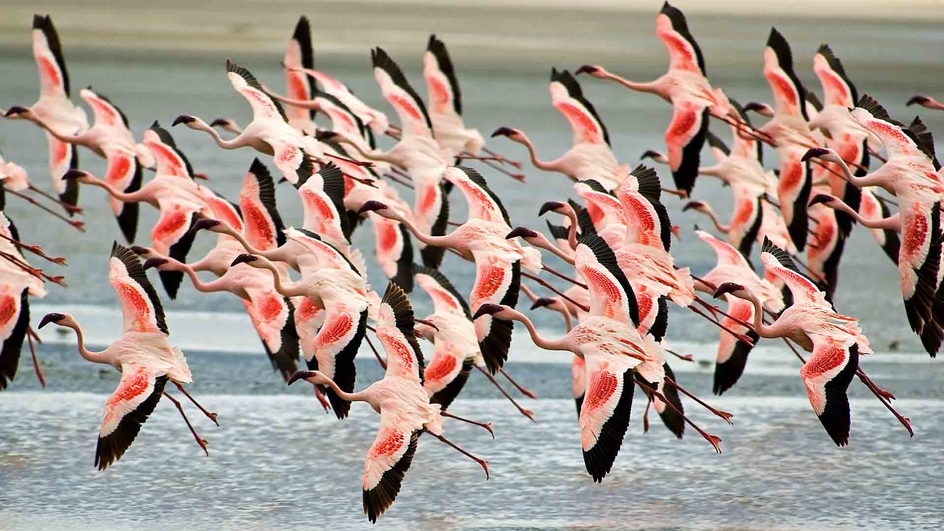 Greater Flamingoes in Lake Manyara