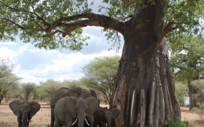 Tarangire National Park