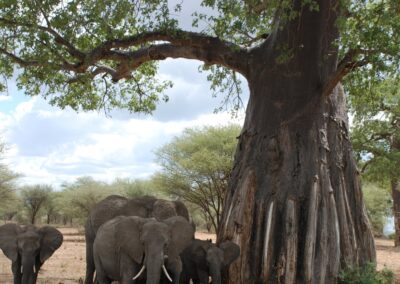 Groups of Elephants Under the Baobab Tree