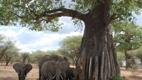 Tarangire National Park