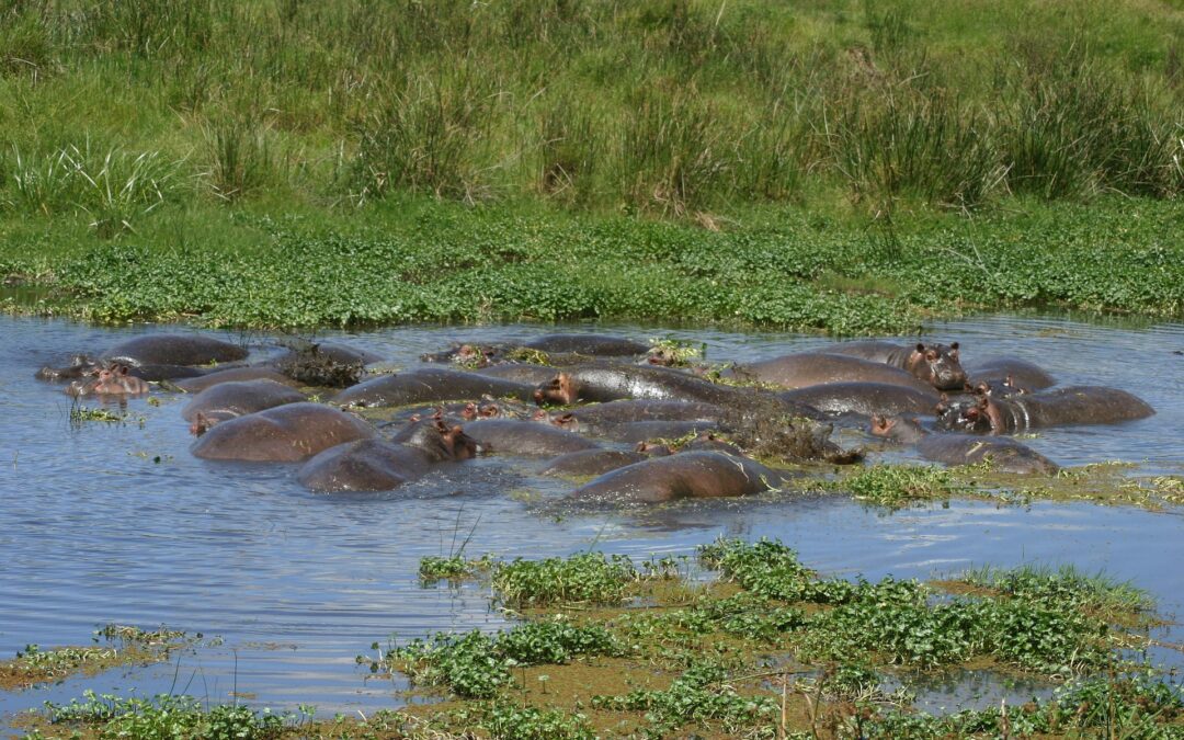 2-Day Ngorongoro Tour