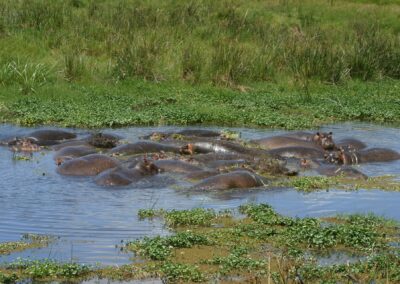 Hippopotamus In Ngorongoro