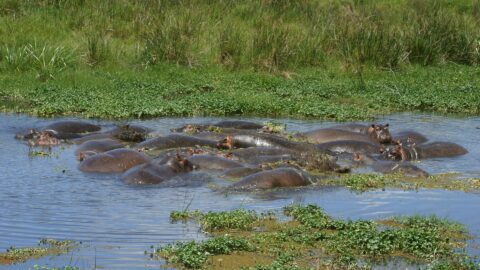 2-Day Ngorongoro Tour