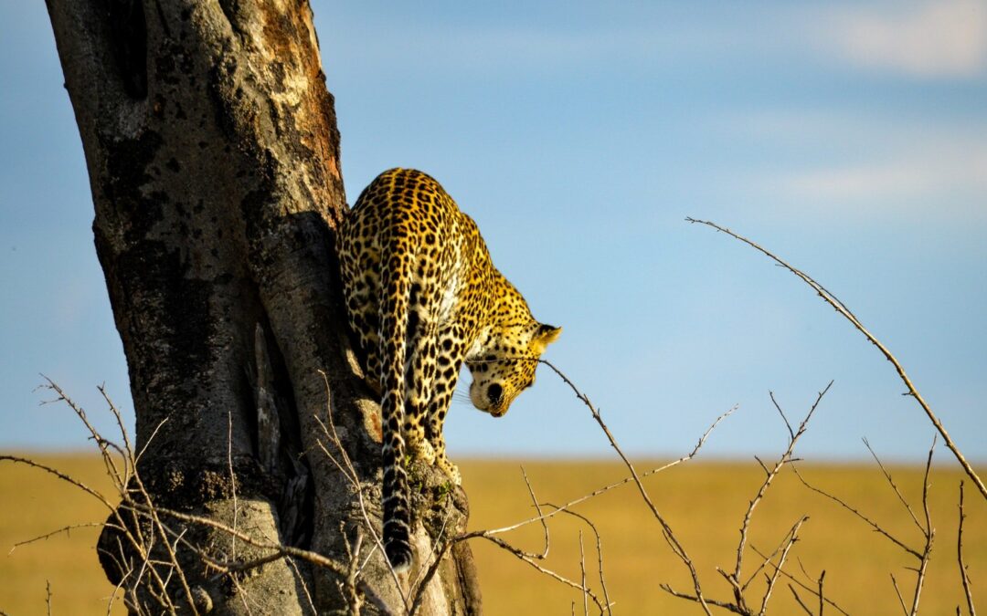 8-Day Tanzania Budget Safari