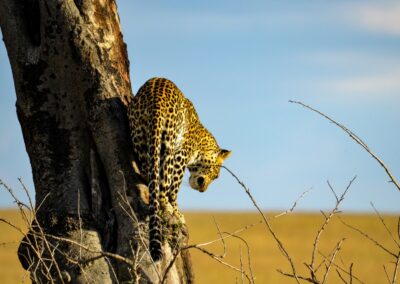 Leopard in Serengeti National Park Tanzania