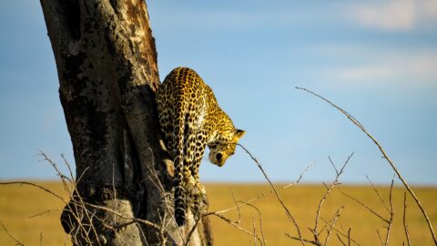 8-Day Tanzania Budget Safari