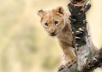 Lion cub playing in Serengeti