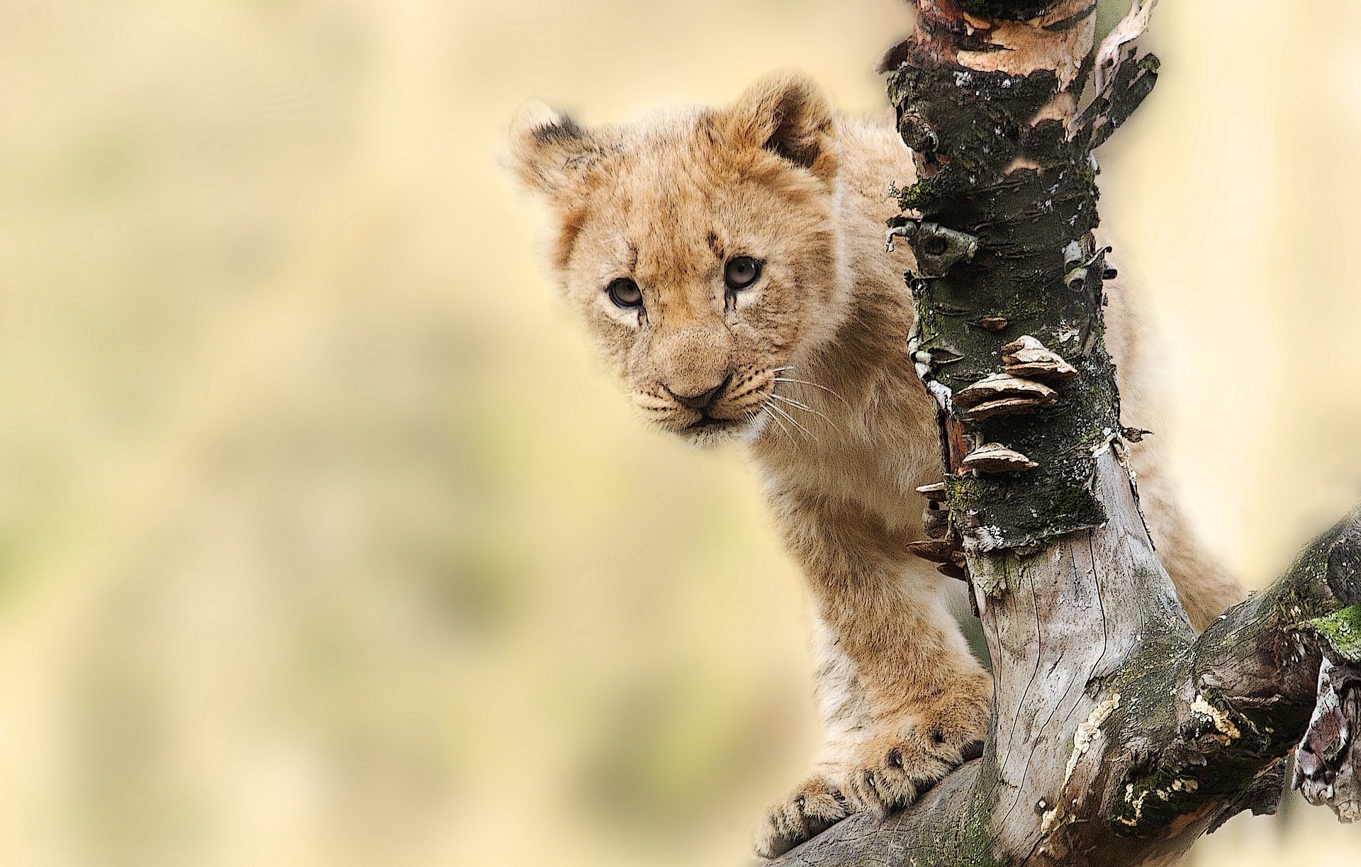 Lion cub at Serengeti National Park