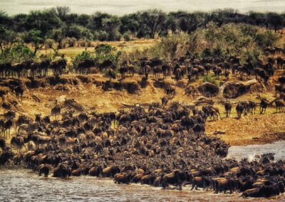 Serengeti Migration