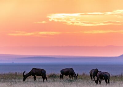 Serengeti Sunset Safari