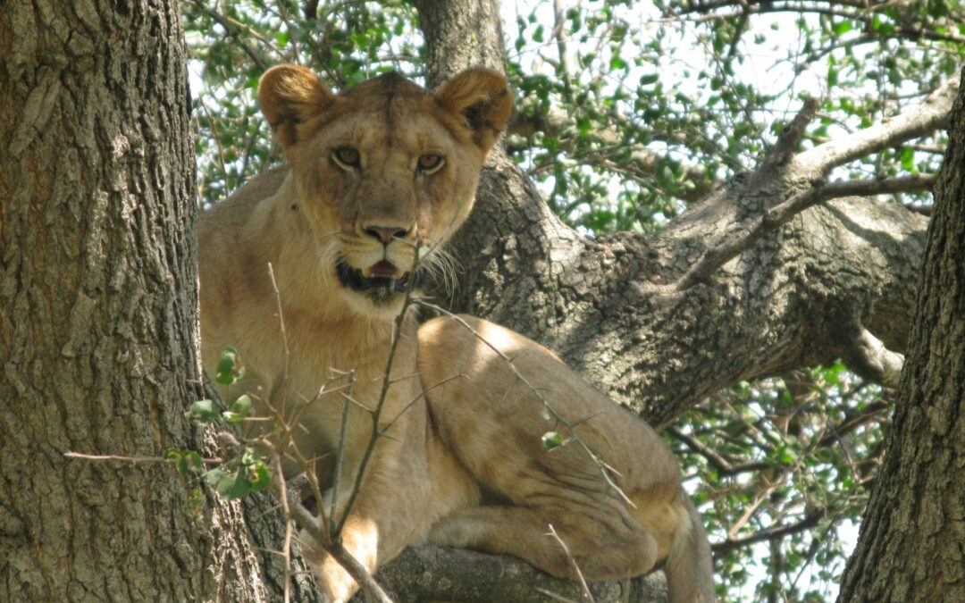 Lake Manyara National Park