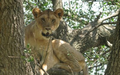 Lake Manyara National Park