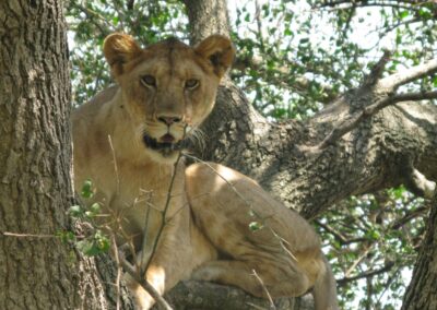 Tree Climbing Lion in Lake Manayra