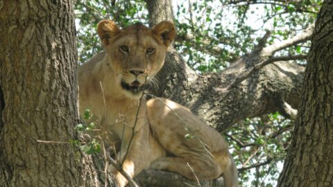 Lake Manyara National Park