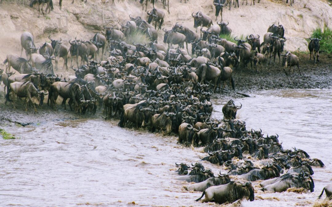 8-Day Wildebeest Migration: The Mara River Crossing