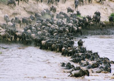 Wildebeest Mara River Crossing