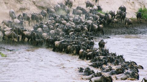 8-Day Wildebeest Migration: The Mara River Crossing