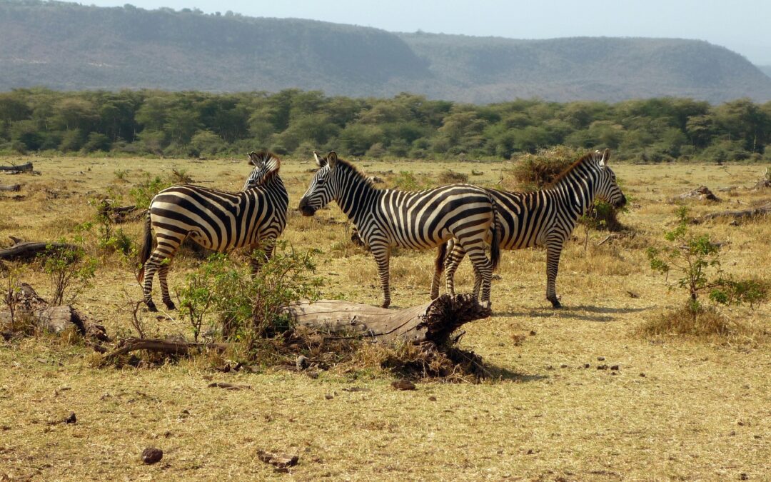 3-Day Lake Manyara and Serengeti Safari