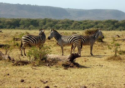 Zebra in Lake Manyara National Park