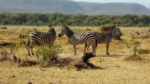 3-Day Lake Manyara and Serengeti Safari