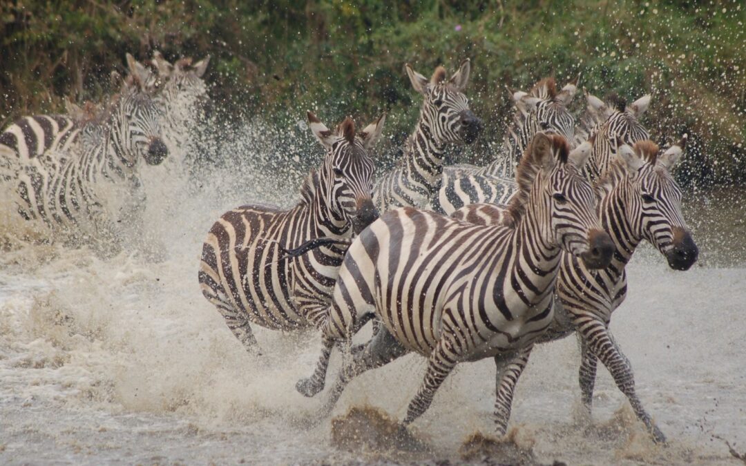 Ngorongoro Conservation Area