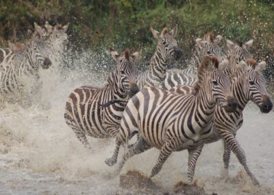 Zebras running away from predator in Ngorongoro crater