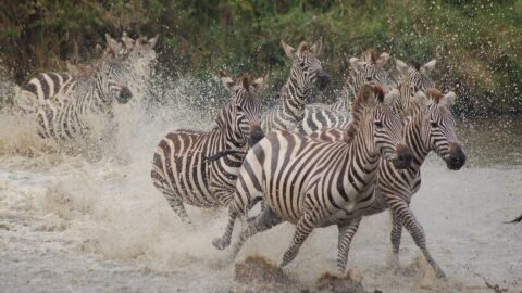 Ngorongoro Conservation Area