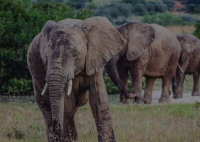 African Largest Elephants in Tarangire National Park