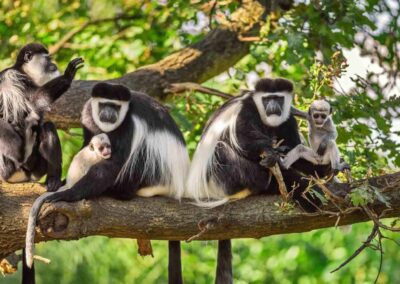 Arusha National Park with Seductive Black and White Colobus Monkey