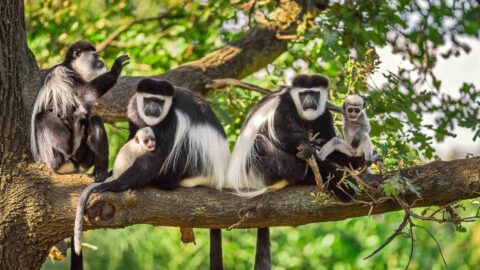 Arusha National Park Day Trip