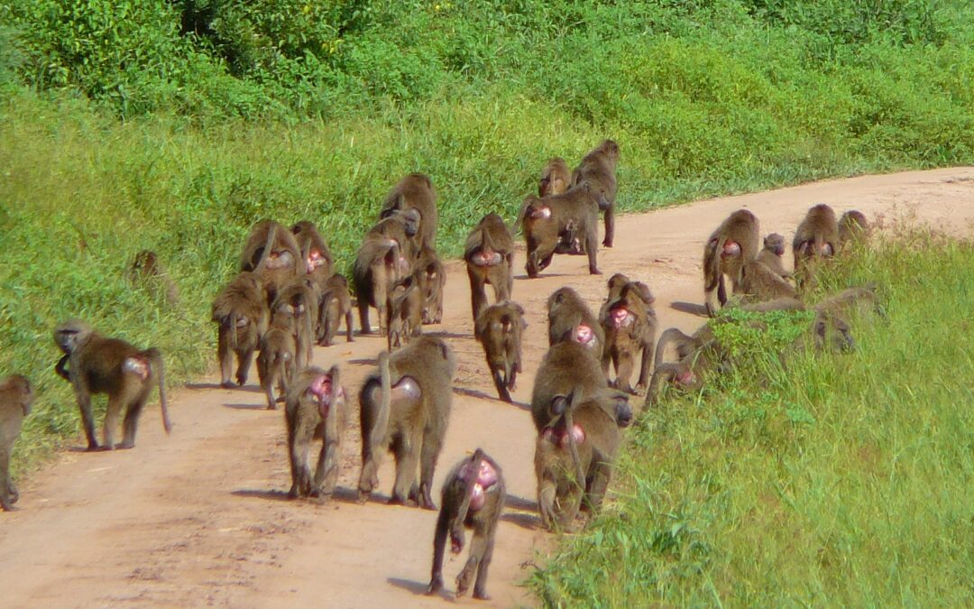 Lake Manyara National Park Day Trip