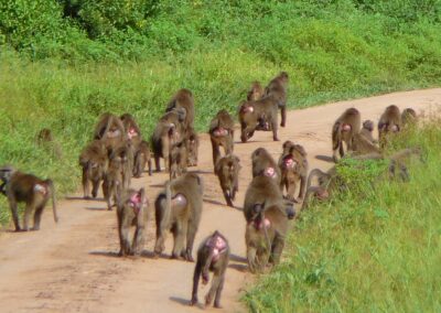 Group of Baboons in Lake Manyara National Park, Arusha