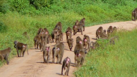 Lake Manyara National Park Day Trip