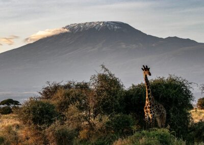 Kilimanjaro National Park Wildlife